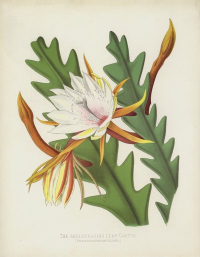 De Hoekdragende Bladcactus, Phyllocactus Anguliger door English School